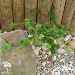 Лиственница европейская Крейчи Мутейшн на штамбе