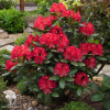 Рододендрон Лейт Ред фото 1 