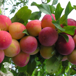 Слива гибрид Красный шар + Скороплодная