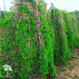 Вяз малый Пендула на штамбе