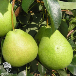 Груша гибрид Осенняя Яковлева + Лада