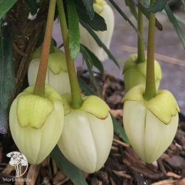 Кринодендрон Альф Роббинс