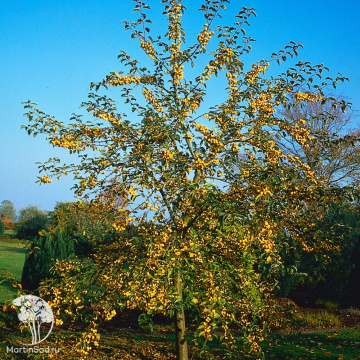 Фото  Яблоня Голден Хорнет