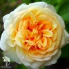 Роза чайно-гибридная Голден Тауэр фото 2 