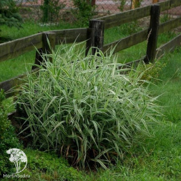 Фалярис тростниковый Пикта