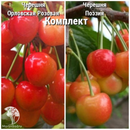 Сверхвыгодный комплект! Черешня Орловская розовая + опылитель Черешня Поэзия