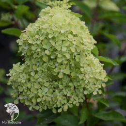 Гортензия метельчатая Романтик Эйс