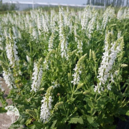 Набор для ароматной грядки шалфей Швелленбург + Шнеехугель + Мерло Блю