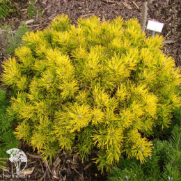 Сосна горная Голден Глоу