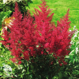 Астильба Арендса Пауль Гаарднер