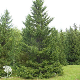 Ель сибирская в кадке