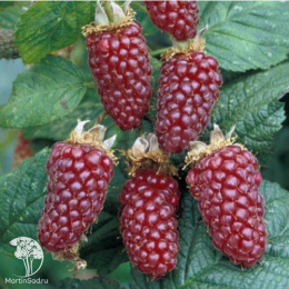 Ежемалина Тайберри