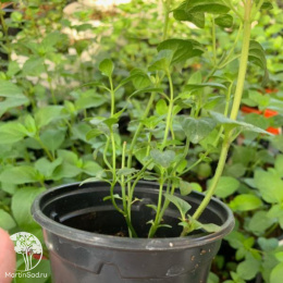 Мята перечная лимонная Лемон Фрэш