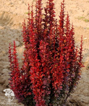 Фото Барбарис тунберга Ред Торч