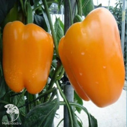 Перец сладкий Биг Герл