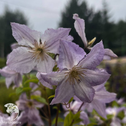 Клематис Блекитни Аниол