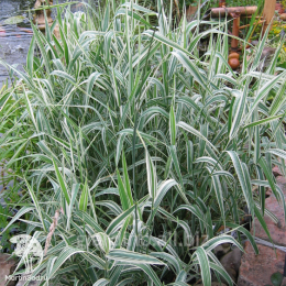 Фалярис (Канареечник) тростниковый