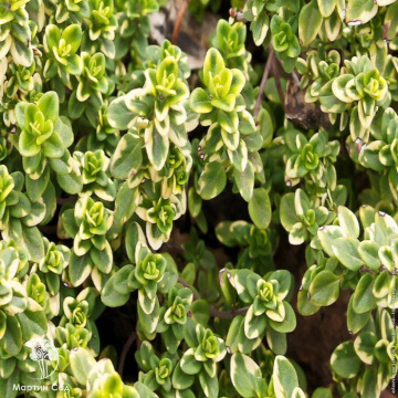 Фото Thymus Summer Dream Тимьян лимоннопахнущий Саммер Дрим
