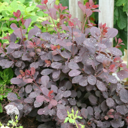 Скумпия кожевенная Винкрафт Блэк