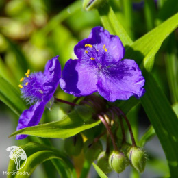 Традесканция Андерсона Барбел