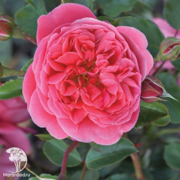 Роза флорибунда Серия Кулинарные розы Распберри