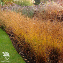 Молиния голубая Дауэрштраль