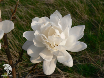 Фото Магнолия лебнера Вайлдкэт