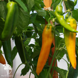 Перец сладкий Желтая Капия F1 ( 2-ной пак.)