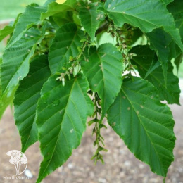 Клён Давида змеекорый Маделин Спитта