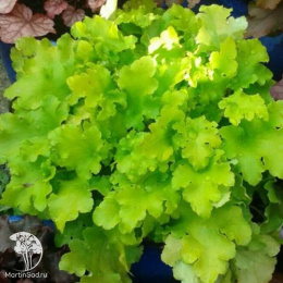 Сверхвыгодный микс! Гейхера Лайм Мармелад + Гейхера Джинджер Пич + Гейхера Лайм Раффлз