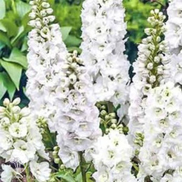 Дельфиниум Новозеландский гигант белый, супермахровый