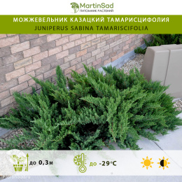 Можжевельник казацкий Тамарисцифолия