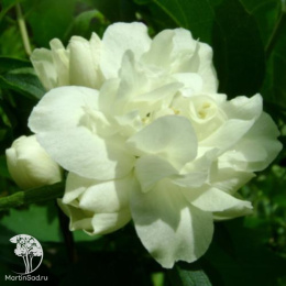 Чубушник Лунный свет