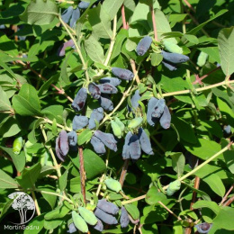 Жимолость камчатская Морена