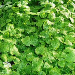 Мелисса лекарственная Мохито