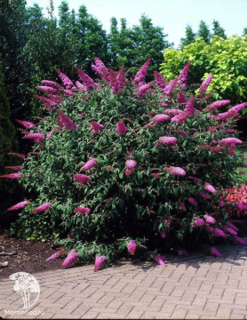 Фото Буддлея Давида Рив Дэ Папилон Пинк