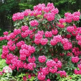 Рододендрон гибридный Германия