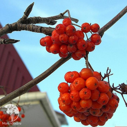 Рябина Матсумуры