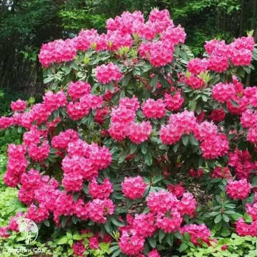 Фото Рододендрон гибридный Германия