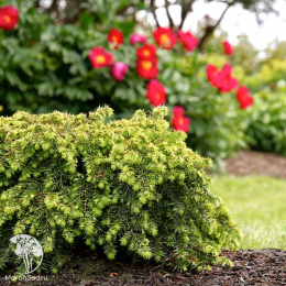 Тсуга канадская