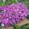 Dianthus chinensis Diana Blueberry Гвоздика китайская Диана Блюберри фото 1 