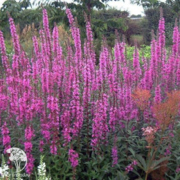 Дербенник прутовидный Дропмор Пёрпл