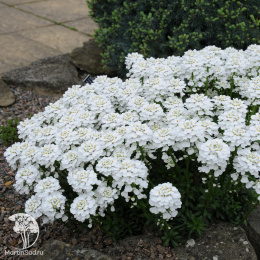 Иберис Сноуфлейк многолетний