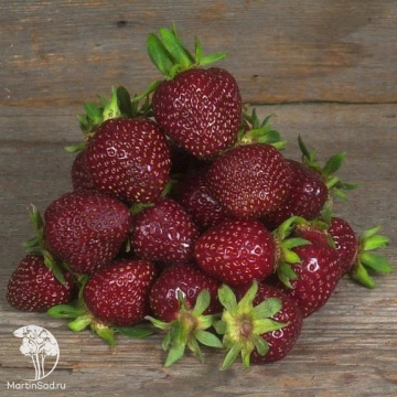 Фото Земляника садовая Черри Берри