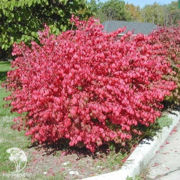 Фото Бересклет крылатый Компактус