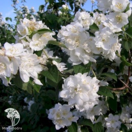 Чубушники гибридный Лемуана