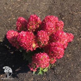 Гортензия метельчатая Ливинг Литтл Рози