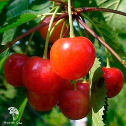 Черешня Фатеж