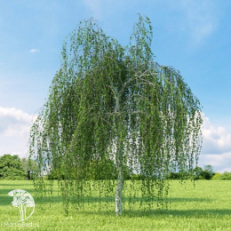 Берёза повислая Betula pendula