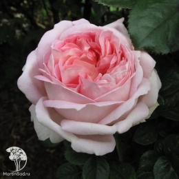 Роза чайно-гибридная Эмезинг Грейс